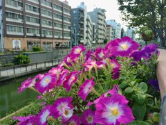 KODAK PIXPRO C1 で撮ってみた。
