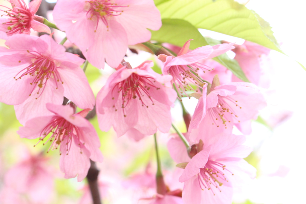 葉桜。