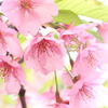 葉桜。