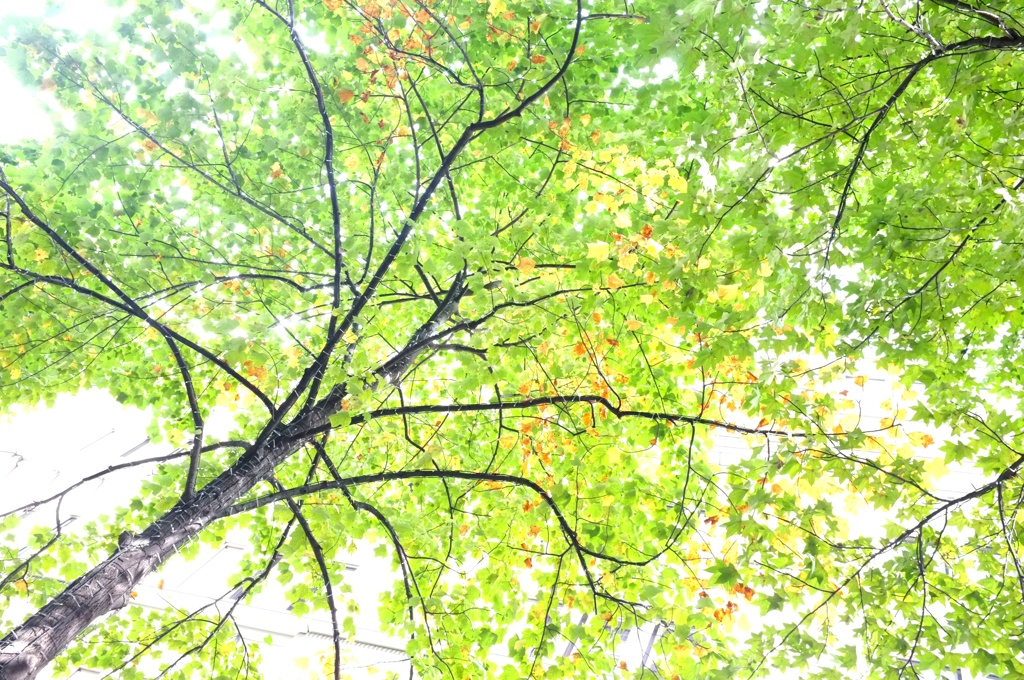 丸の内仲通りー紅葉始まる。