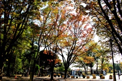 晴れ 紅葉始まる。