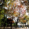 晴れ 紅葉始まる。