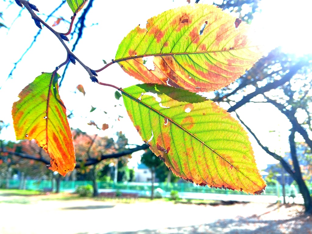 芋煮会も終えて。