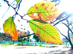 芋煮会も終えて。