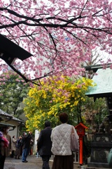 藏前神社 × 河津桜 × ミモザ。