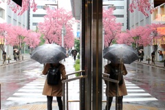 雨、日本橋オカメ桜。