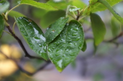夏の雨。
