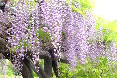 藤房。