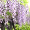 藤房。
