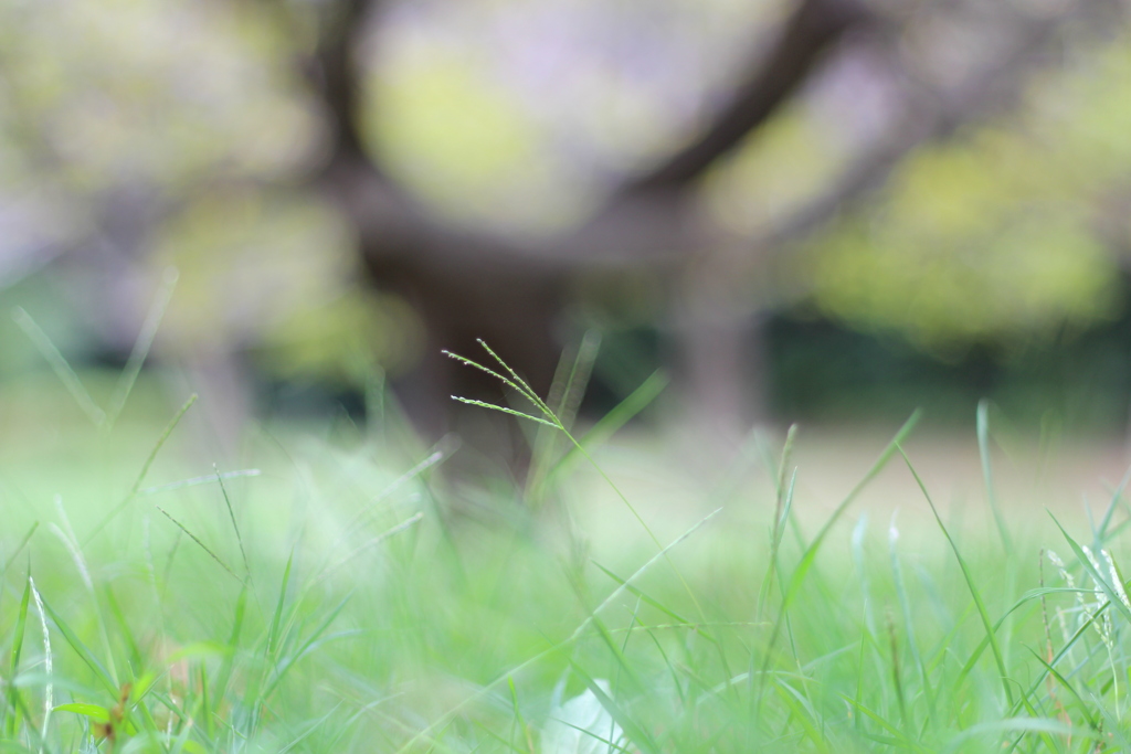 習志野の草原。