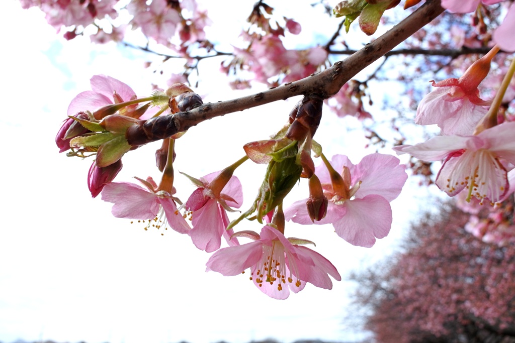 千葉の河津桜。