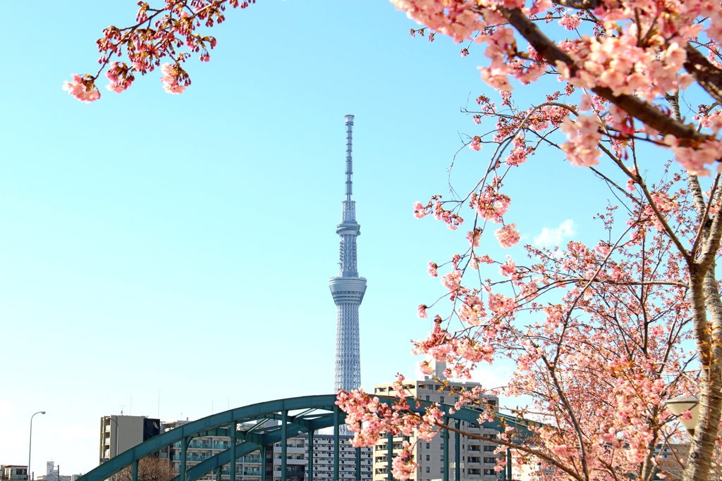 旧中川 河津桜。