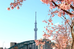 旧中川 河津桜。