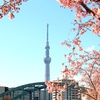旧中川 河津桜。