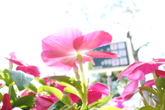 日に日に暑くなりますね。