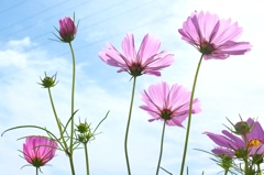 秋桜。