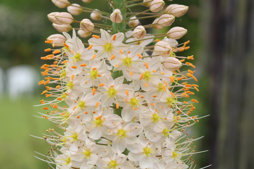 Eremurus。