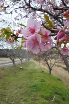 村田川。