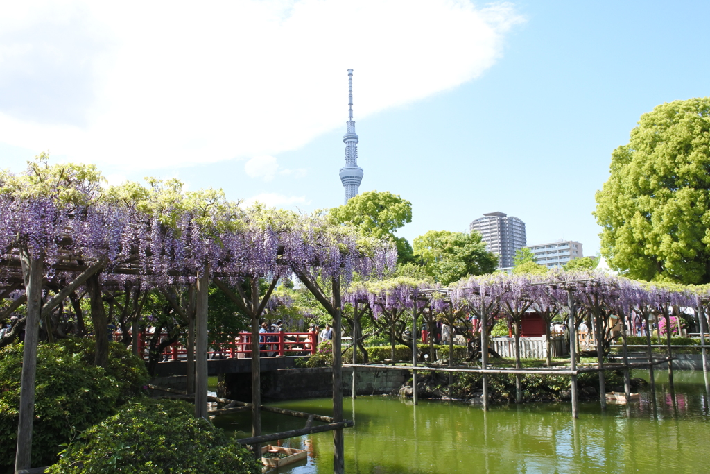 亀戸天神社 藤まつり。