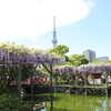 亀戸天神社 藤まつり。