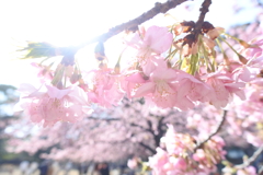満開の河津桜。