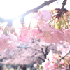 満開の河津桜。