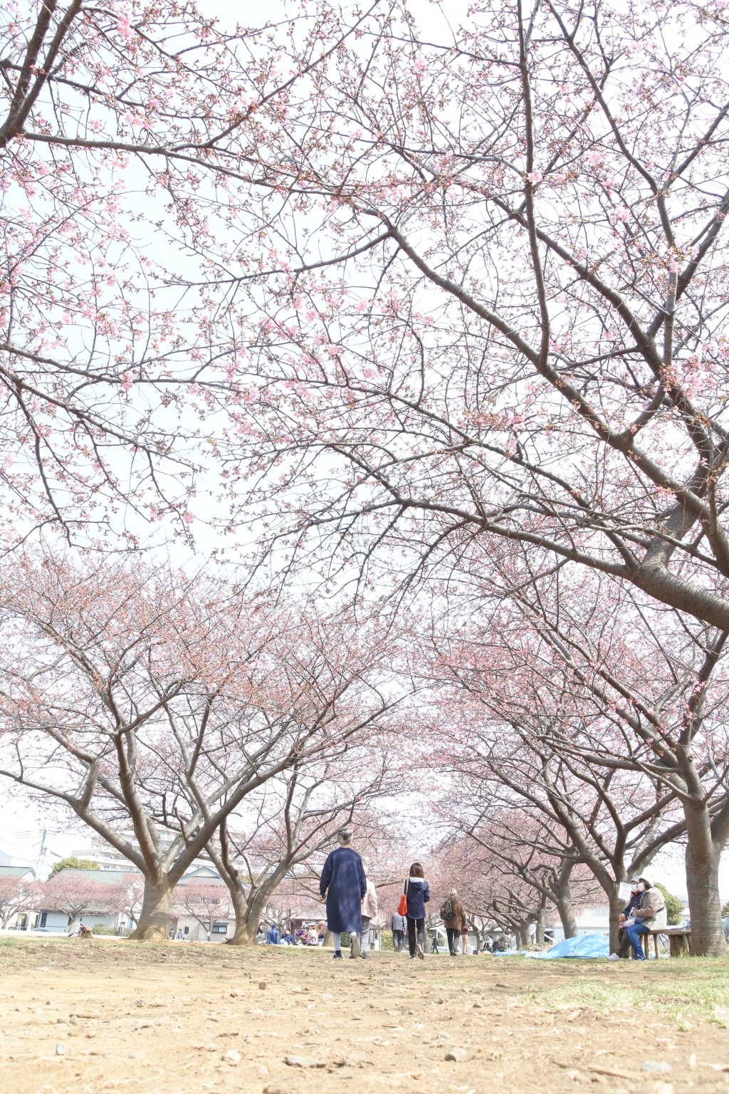 河津桜。