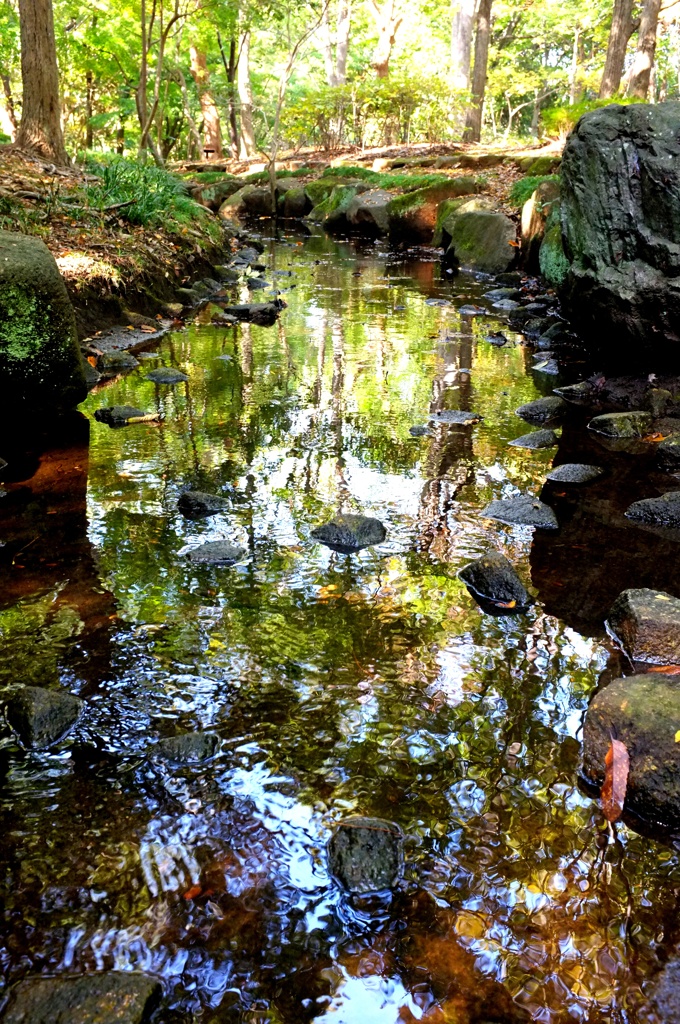 シシ神様のいない森。