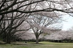 香澄公園の桜。