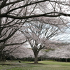 香澄公園の桜。