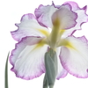 菖蒲。