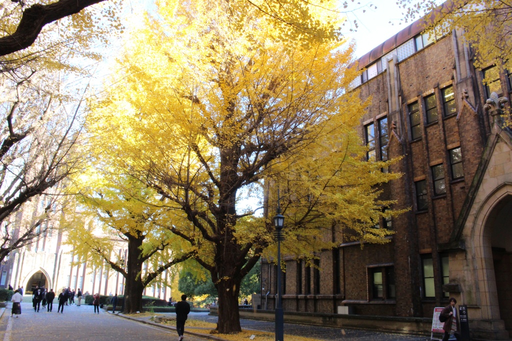 秋の思い出 東京銀杏。