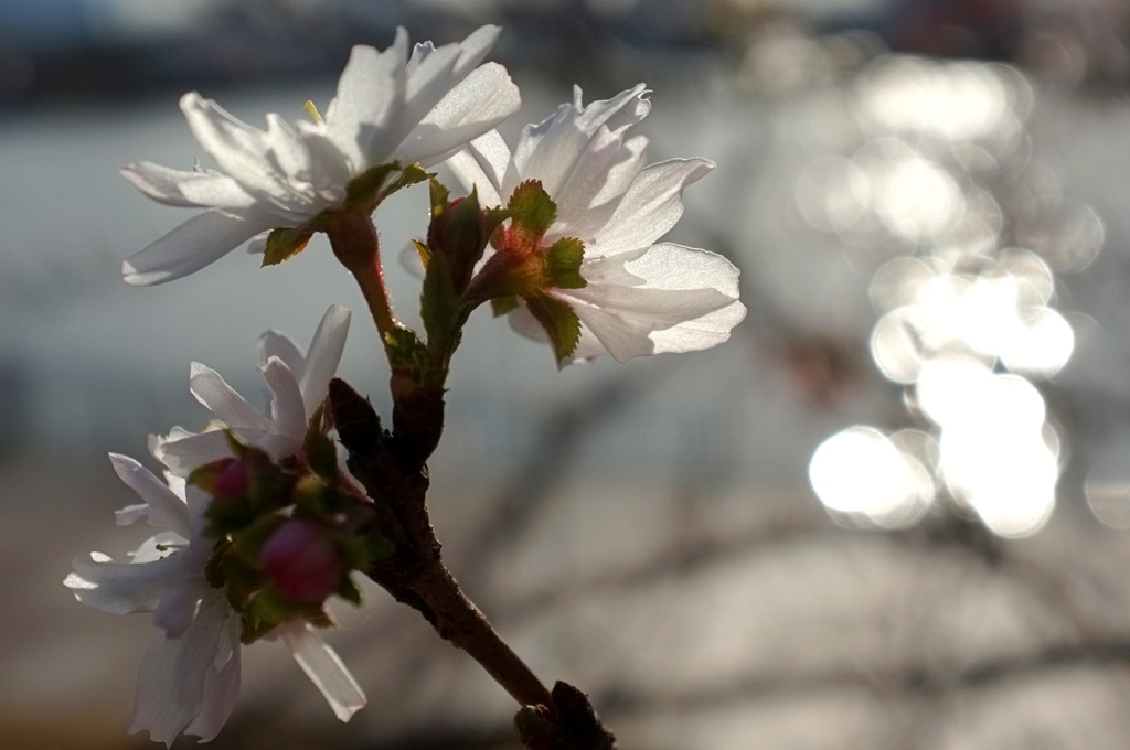 12月の桜。