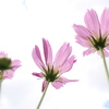 秋桜。