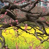 梅と菜の花。