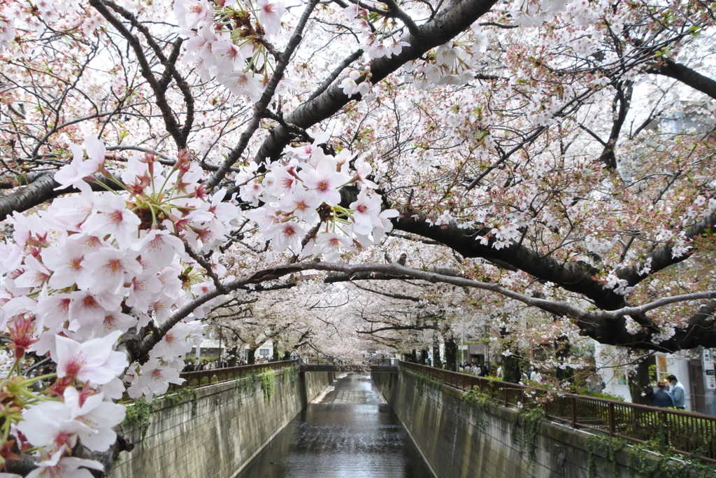 目黒川の桜。