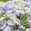 いよいよ 紫陽花。