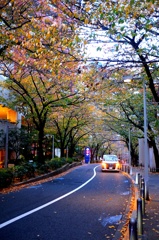 秋のさくら坂。