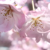 外洋帰りのソメイヨシノ咲く。
