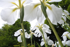 我が街の花菖蒲園。