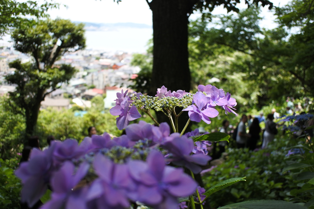 鎌倉行ってきました 長谷寺。