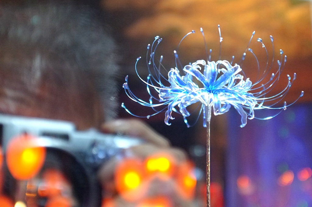 Blue Spider Lily。