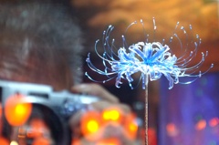 Blue Spider Lily。