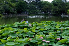 千葉公園 大賀ハス。