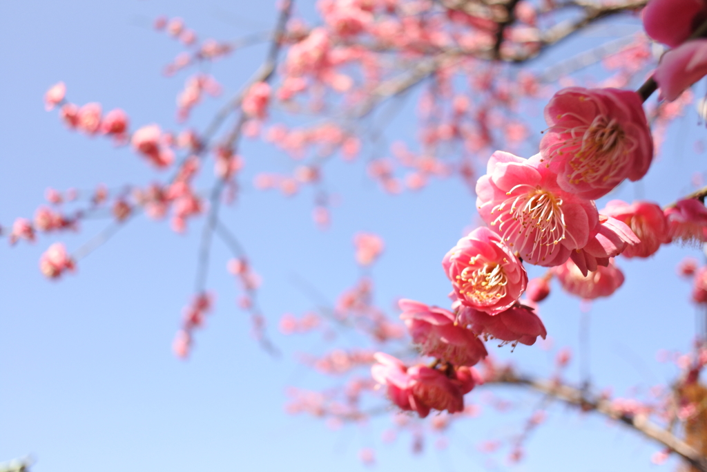 桜新町 桜神宮 ですが、梅。