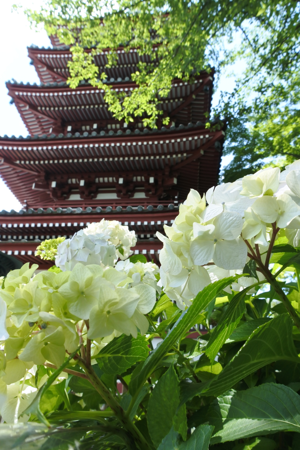 千葉のあじさい寺 本土寺。