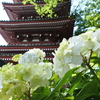 千葉のあじさい寺 本土寺。