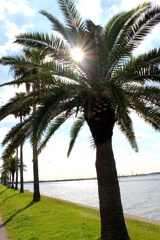 千葉フォルニア。