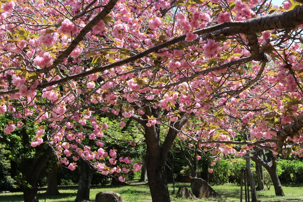 花見広場には八重桜。