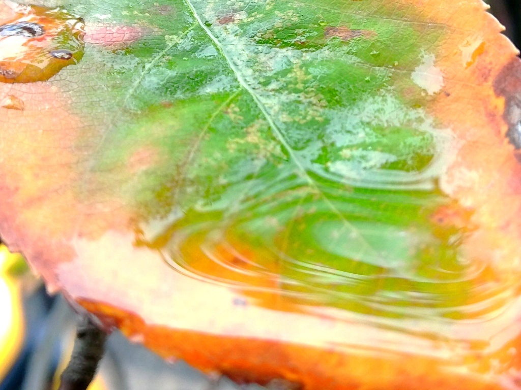今朝の雨を湛えて。